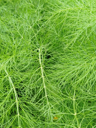 fennel