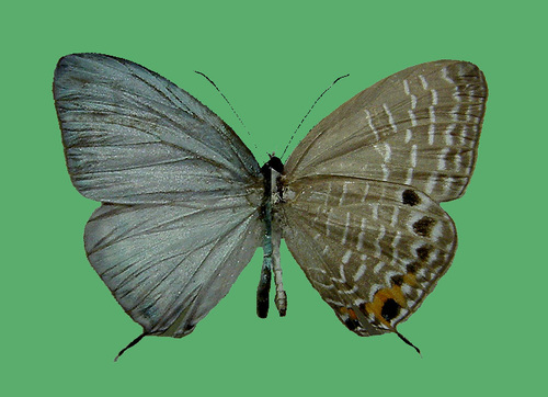 Pale Caerulean
