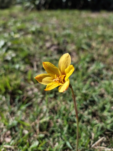 Rio Grande copper lily (Zephyranthes tubispatha)
