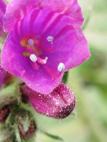 Echium sabulicola decipiens