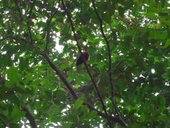 Ceratopipra rubrocapilla