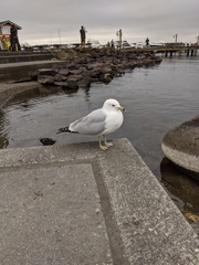 Larus delawarensis