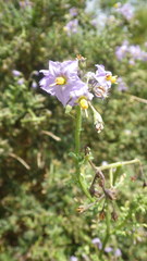 Solanum pinnatum