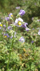 Solanum pinnatum