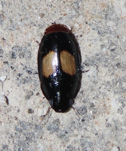 Sphallomorpha observed 2026-03-23