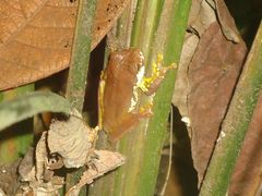Gastrotheca pulchra