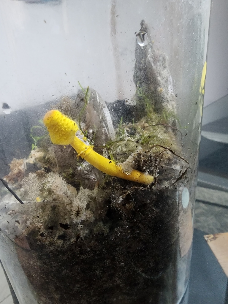 Leucocoprinus birnbaumii · March 2026 · photo: © a_teitzel (iNaturalist, cc-by)