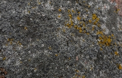 Orphniospora moriopsis