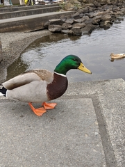Anas platyrhynchos