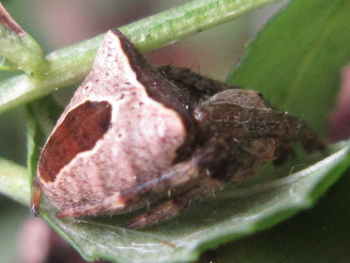 Araneus stella