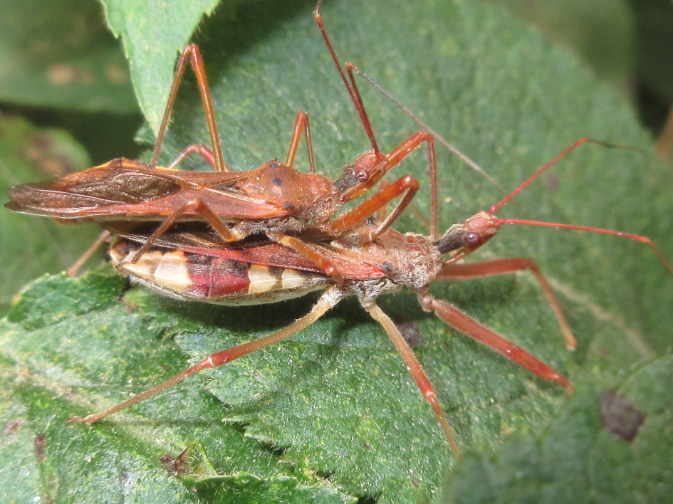 Epidaus tuberosus