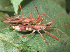 Epidaus tuberosus