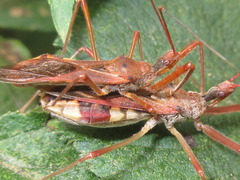 Epidaus tuberosus