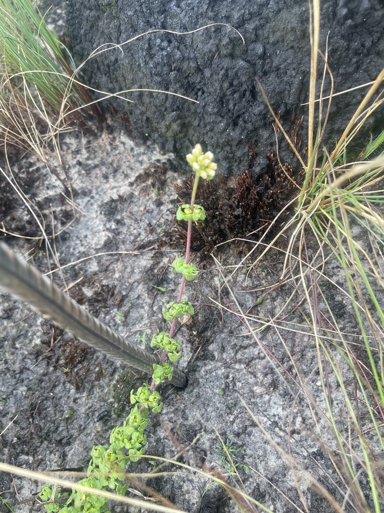Mikania cipoensis