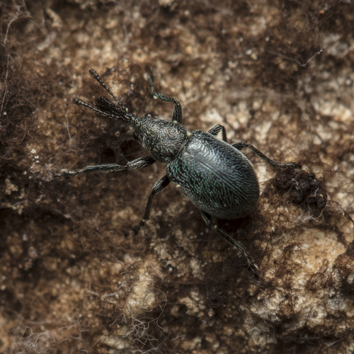 Mesauletobius pubescens
