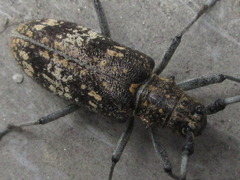 Monochamus saltuarius