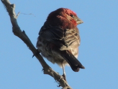 Haemorhous mexicanus