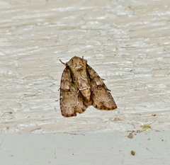 Acronicta connecta