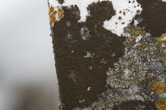 Orphniospora moriopsis