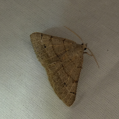Pale-veined Isturgia photo 3
