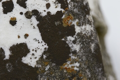 Orphniospora moriopsis