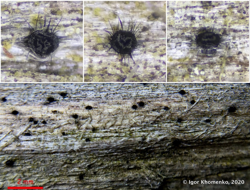 Dinemasporium
