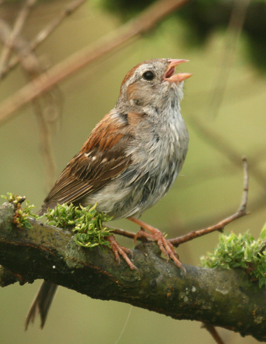 Field Sparrow, photo 10 of 10