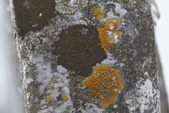 Orphniospora moriopsis