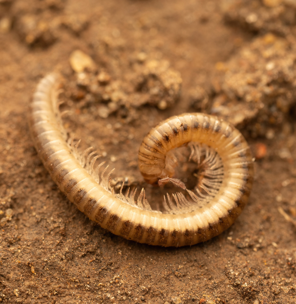 Enantiulus armatus