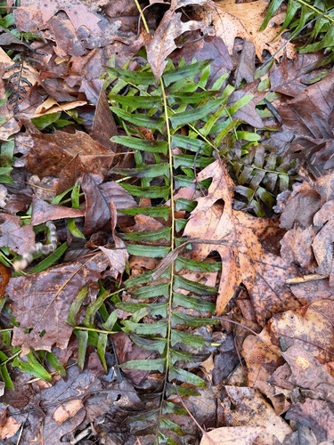 Christmas fern