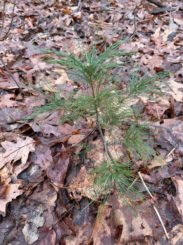 eastern white pine