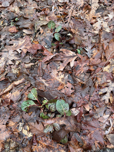 American wintergreen