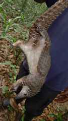 Phataginus tricuspis