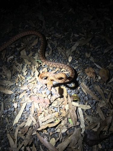 Brown Tree Snake sighting
