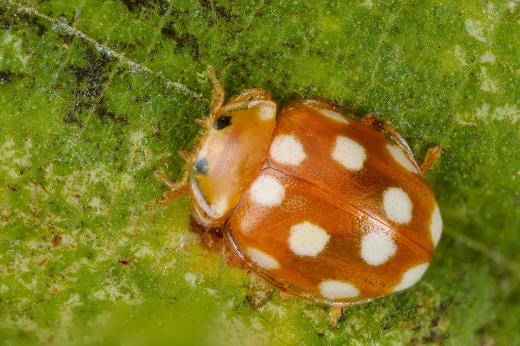 12-spot Ladybird
