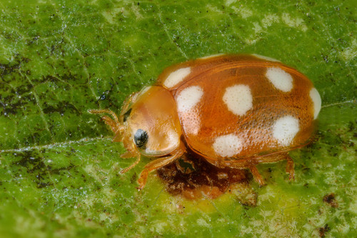 12-spot ladybird photo 4