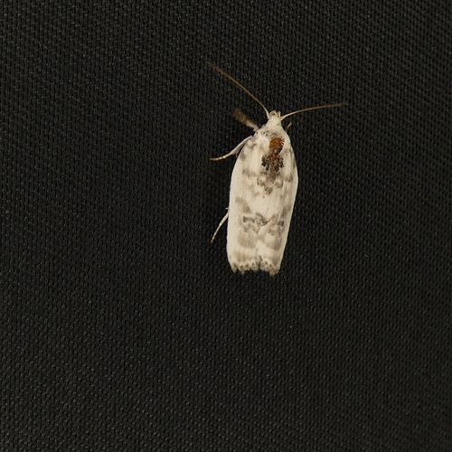 Pale Gray Bird-dropping Moth photo 4