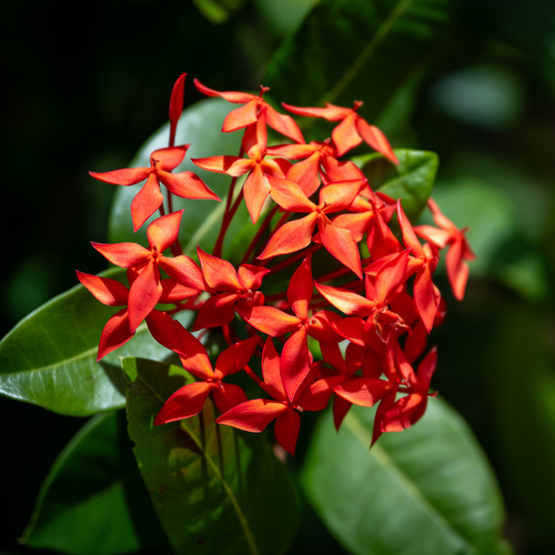 Ixora observed 2025-08-12