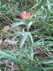 Castilleja affinis affinis