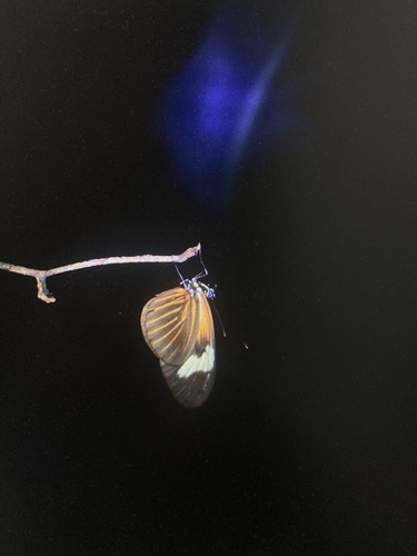 Heliconius erato reductimacula