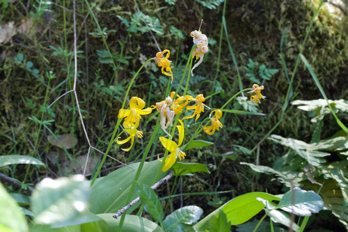 Erythronium tuolumnense