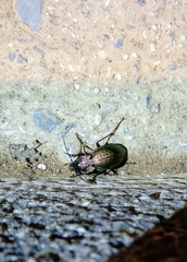 Carabus lusitanicus
