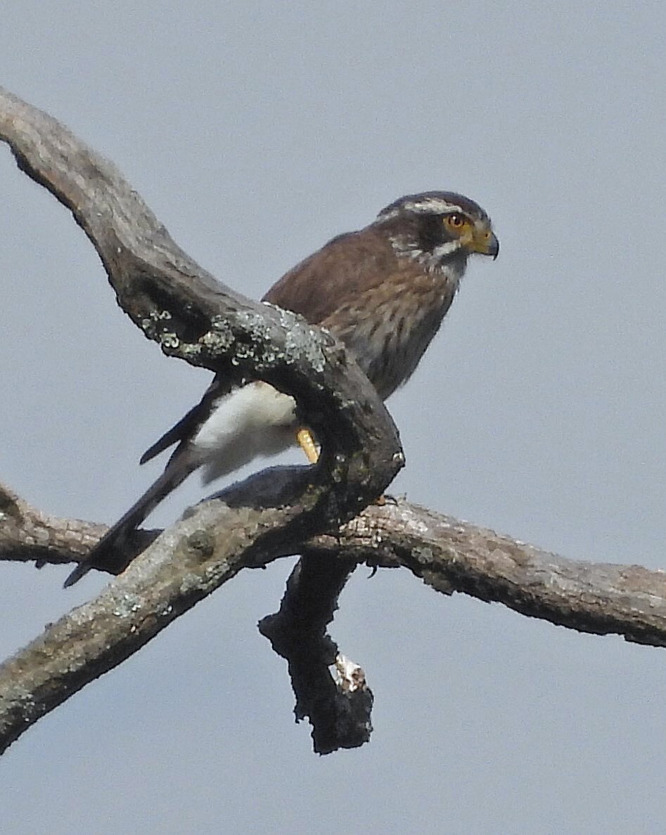 Spot-winged Falconet (Spiziapteryx circumcincta), photo 1