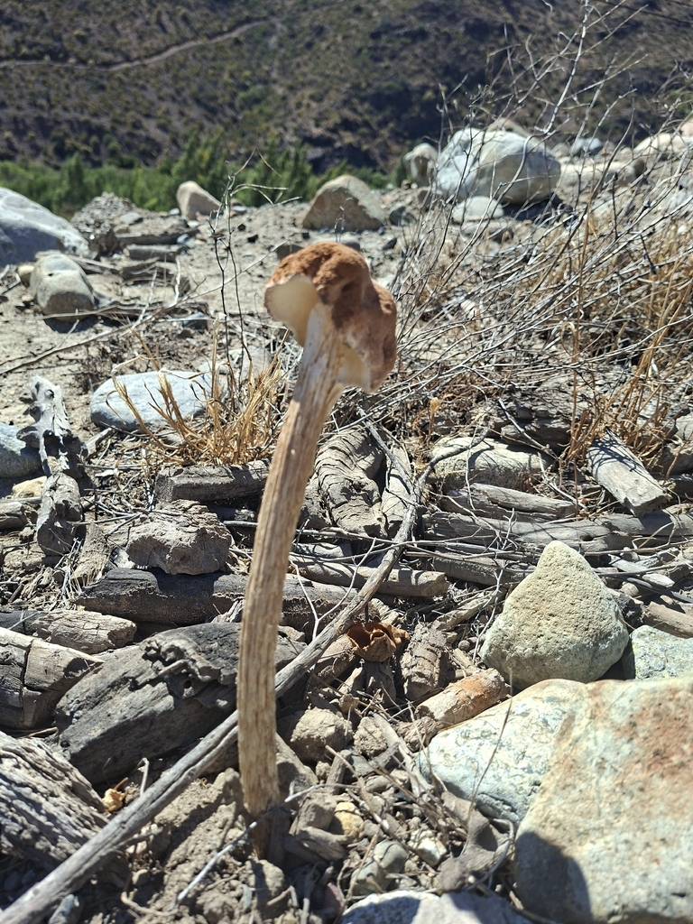 Battarrea phalloides · March 2026 · photo: © emycelium_ (iNaturalist, CC)