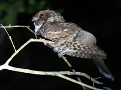 Nyctiphrynus yucatanicus