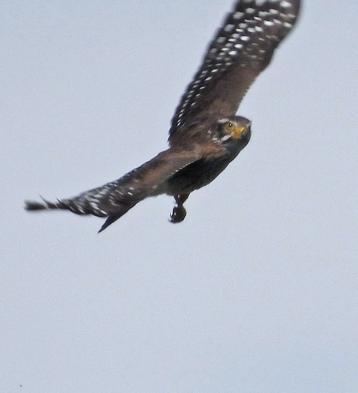 Spot-winged Falconet (Spiziapteryx circumcincta), photo 2