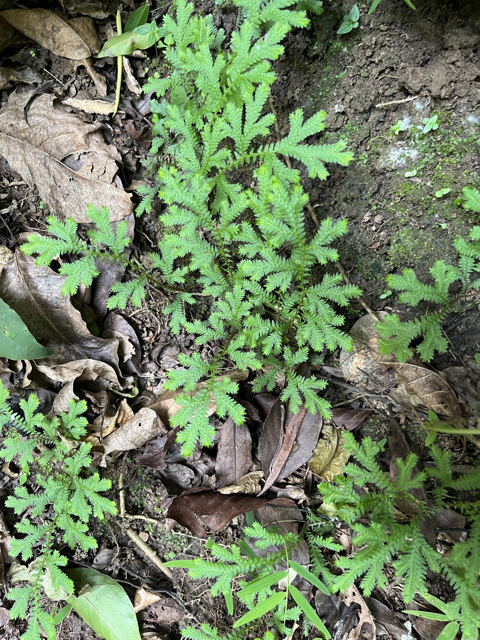 Selaginella sulcata
