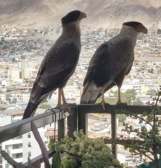 Caracara plancus