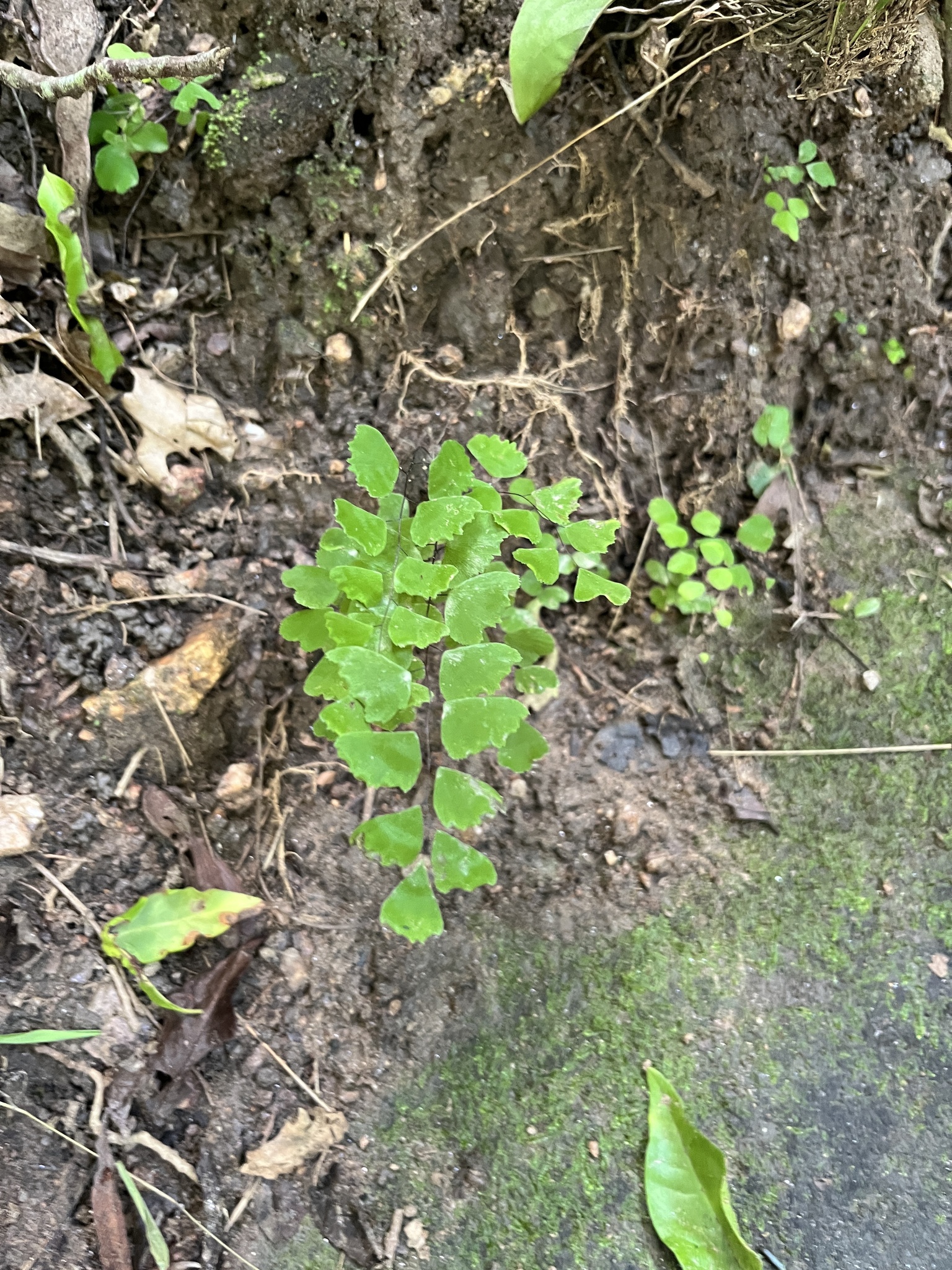 Adiantum deflectens