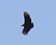 Coragyps atratus